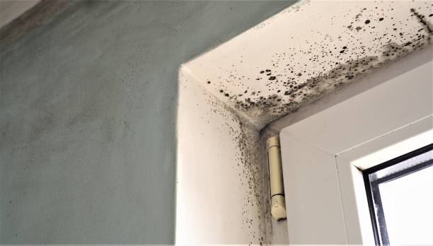 Best Post-Construction Mold Inspection  in Bradley Gardens, NJ