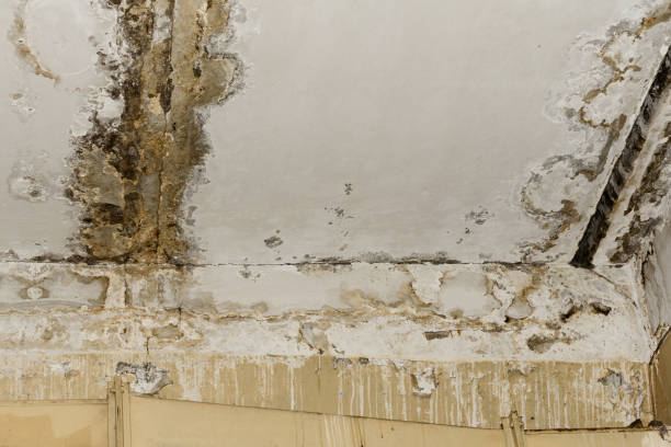 Best Industrial Mold Remediation  in Bradley Gardens, NJ
