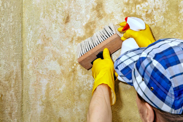 Best Water Damage & Mold Remediation  in Bradley Gardens, NJ