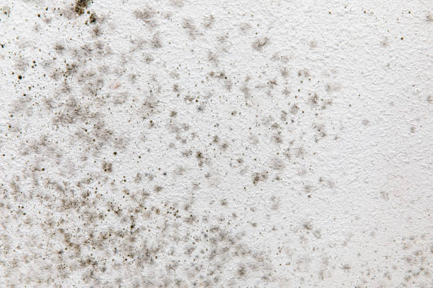 Best Emergency Mold Remediation  in Bradley Gardens, NJ