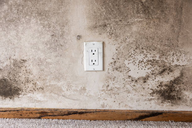 Best Mold Damage Restoration  in Bradley Gardens, NJ
