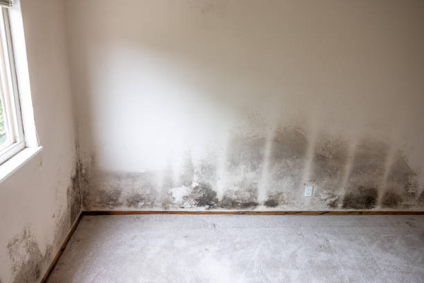 Best Mold Removal for HVAC Installations  in Bradley Gardens, NJ