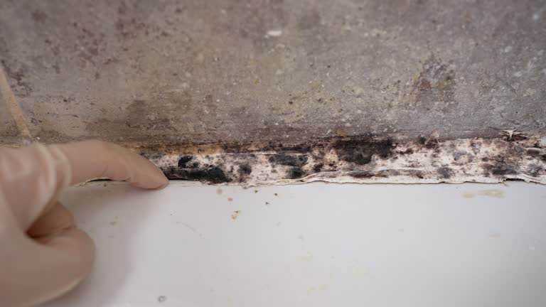 Best Comprehensive Air Testing for Mold Contaminants  in Bradley Gardens, NJ