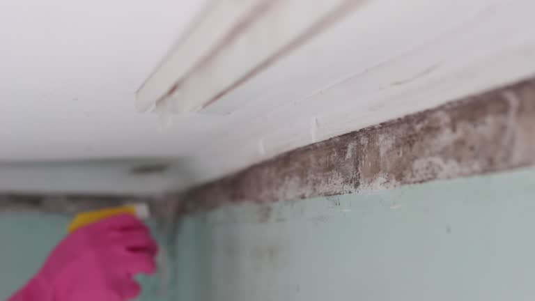 Best Environmental Consulting for Mold Prevention  in Bradley Gardens, NJ